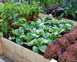 Control relies on the avoidance of conditions conducive to bacterial infection: Garden Soils And Vegetable Selection In North Texas Covingtons