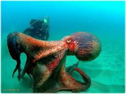 Octopus Water Animals Giant Pacific Octopus Octopus