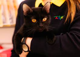 Feral cat program of georgia partners with animal shelters across how much is the adoption fee? Spay A Stray Campaign By Al Barsha Veterinary Clinic