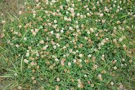 Don't do so while you still have the problem, since it can for one of the best solutions to kill the grass and weeds where they ought not to be growing, begin by wetting your soil so that it's moist but not overwatered. Tips On Killing Weeds In Winter Jimsmowing Com Au