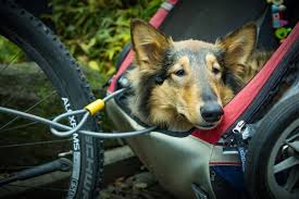 Schritt Fur Schritt Hunde An Fahrradanhanger Gewohnen Alles Dog De