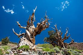 What Is The Oldest Tree In The World Bristlecone Pine Old Trees Old Tree