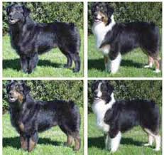 Despite its name, the breed, commonly known as an aussie, did not the puppies is a child hip hop duo composed of brother and sister calvin big boy mills and tamara dee mills. Australian Shepherd Chihuahua Mix Aussie Shepard Puppy Petfinder