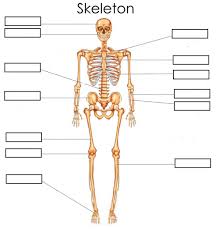 Try our human body system worksheets featuring charts, and exercises to comprehend the functions of the organ once armed with the knowledge of the vital organs and their position in the human body, check if 3rd grade bones are to the skeletal system as the intestine is to the digestive system. Anatomy Worksheets Bones Anatomy Drawing Diagram