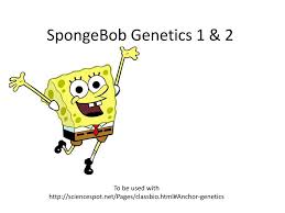 Spongebob is heterozygous for his square shape, but spongesusie is round. Ppt Spongebob Genetics 1 2 Powerpoint Presentation Free Download Id 525378