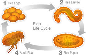 Butterflies start life as crawling, wingless larvae called caterpillars. Flea Tick Life Cycles Identification Frontline Plus