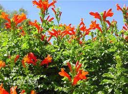 Image result for Tecomaria nyassae