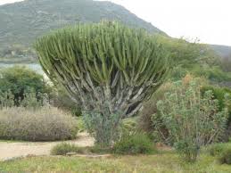 Image result for Euphorbia ingens
