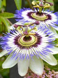 Nezart Design Passion Flower Unusual Flowers Beautiful Flowers Passion Flower