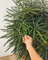 Image result for Plerandra