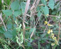 Image result for Rhynchosia