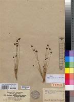 Image result for Bulbostylis filamentosa