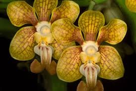 Image result for Vanilla polylepis