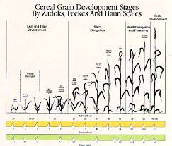 growth and development