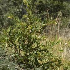 Image result for Baphia massaiensis