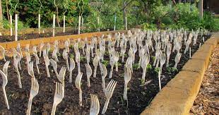 How to protect garden from rabbits. I Forked My Beans To Keep The Rabbits Away Carol J Michel