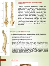 Bagian akar ini terdiri atas. Materi 1