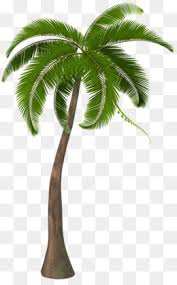 Coconut tree clipart png vector graphics (569 results ). Coconut Tree Png Coconut Tree Vector Coconut Tree Leaf Coconut Tree Silhouette Coconut Tree Cartoon Coconut Tree Black Coconut Tree Drawing Cleanpng Kisspng