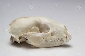 Schadel Von Einem Dachs Lizenzfreie Fotos Bilder Und Stock Fotografie Image 47329644