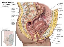 The pelvic floor muscles provide foundational support for the intestines and bladder. Pelvis Anatomy Archives Page 10 Of 14 Anatomy Note