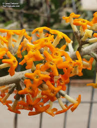 Image result for Buddleja madagascariensis