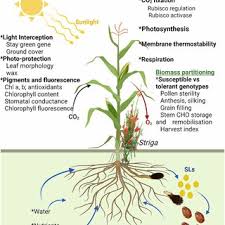 Image result for Striga junodii