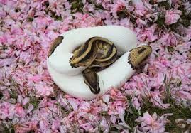 Sacha Reihani Sacha Reihani Twitter Animals Reference Sacha Snake