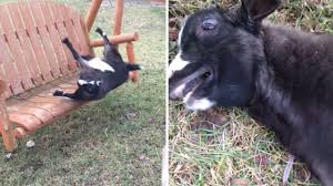 Excited Goat Faints On Swing Youtube