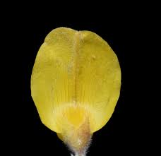 Image result for Adenocarpus