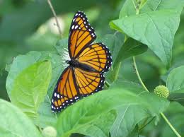 We did not find results for: Bulletin 7151 Landscaping For Butterflies In Maine Cooperative Extension Publications University Of Maine Cooperative Extension