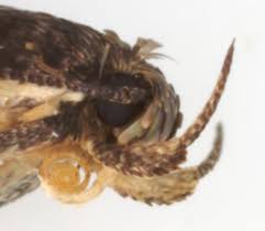 Image result for Bryotropha similis