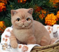 Exotic Shorthair Ozellikleri Ve Bakimi Kedi Blog