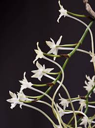 Image result for Rangaeris muscicola