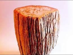 Yellow and blackish colors are often. Petrified Wood Logs For Sale Petrified Wood Wood Logs Wood Accent Table