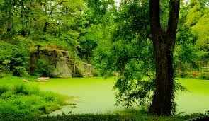 A balanced pond you will be able to see the bottom in about 18 inches of water. How To Clear Green Pond Water Swell Uk