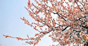 你是什麼花神 outdoor snow