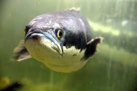 Casting ikan haruan @ gabus menggunakan softfrog dan softplastic. 7 Khasiat Ikan Haruan Baik Untuk Menyembuh Luka Jiwasihat
