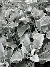 Since dusty miller leaves are also fuzzy, deer won't eat them either. Dusty Miller Our Best Tips To Caring For Jacobaea Maritima Trees Com