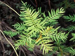 Image result for Erythrophysa