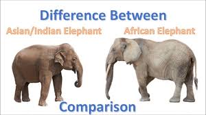 asian and african elephants