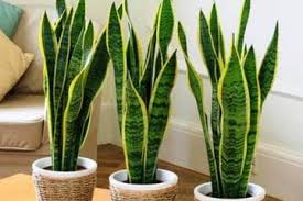 Nah, tanaman indoor seperti apa sih yang paling. Lidah Mertua Tanaman Cantik Yang Kini Harganya Selangit Punya 12 Manfaat Kesehatan Semua Halaman Intisari