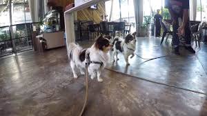Ketawa Chiangmai Dog Cafe À¹à¸à¸£à¸ À¹à¸ À¸¢à¸§à¸«à¸²à¹à¸ À¸­à¸à¹à¸ Ketawa Dog Friendly Kafe Youtube