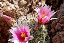 How to propagate fishhook cactus from cuttings in water using small glass bottles. Fishhook Cactus Sonoran Desert Detectives