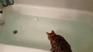 Maybe you would like to learn more about one of these? 10 Cat Breeds That Actually Like Swimming As Told In Gifs