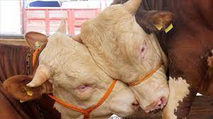 Satın almayı düşündüğünüz büyükbaşın tr ile başlayan küpe numarası ile hayvana ait gebelik, yaş, ve kapak (diş atma) bilgilerini öğrenebilirsiniz. Kurbanliklar Ne Kadar Istanbul Da Buyukbas Kurbanliklarin Kilogram Fiyati Belli Oldu Ekonomi Haberleri