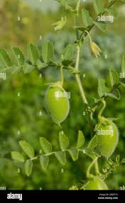 Image result for Cicer arietinum