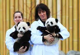 The twin giant pandas born at toronto zoo last month are growing up quickly. Toronto Zoo Reveals Names Of Twin Giant Pandas 1 Chinadaily Com Cn