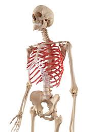 There are 12 pairs of ribs which are separated by intercostal spaces. Human Rib Cage Anatomy Skeletal Structure Biology Stock Photo 160566048
