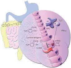 Drug Insight Aminosalicylates For The Treatment Of Ibd Nature Reviews Gastroenterology Hepatology