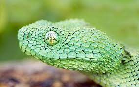 African Bush Viper African Bush Viper Snake Wallpaper Viper Snake